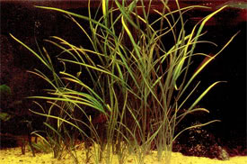 Helanthium bolivianum - Keskenylevel kardf