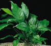 Anubias heterophylla - Congo anubias