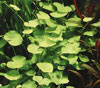 Hydrocotyle leucocephala - Brazilian pennywort