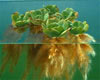 Pistia stratiotes - Water lettuce