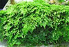 Versicularia montagnei - Christmas Moss, Xmas Moss