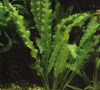 Aponogeton crispus - Wavy-edged swordplant